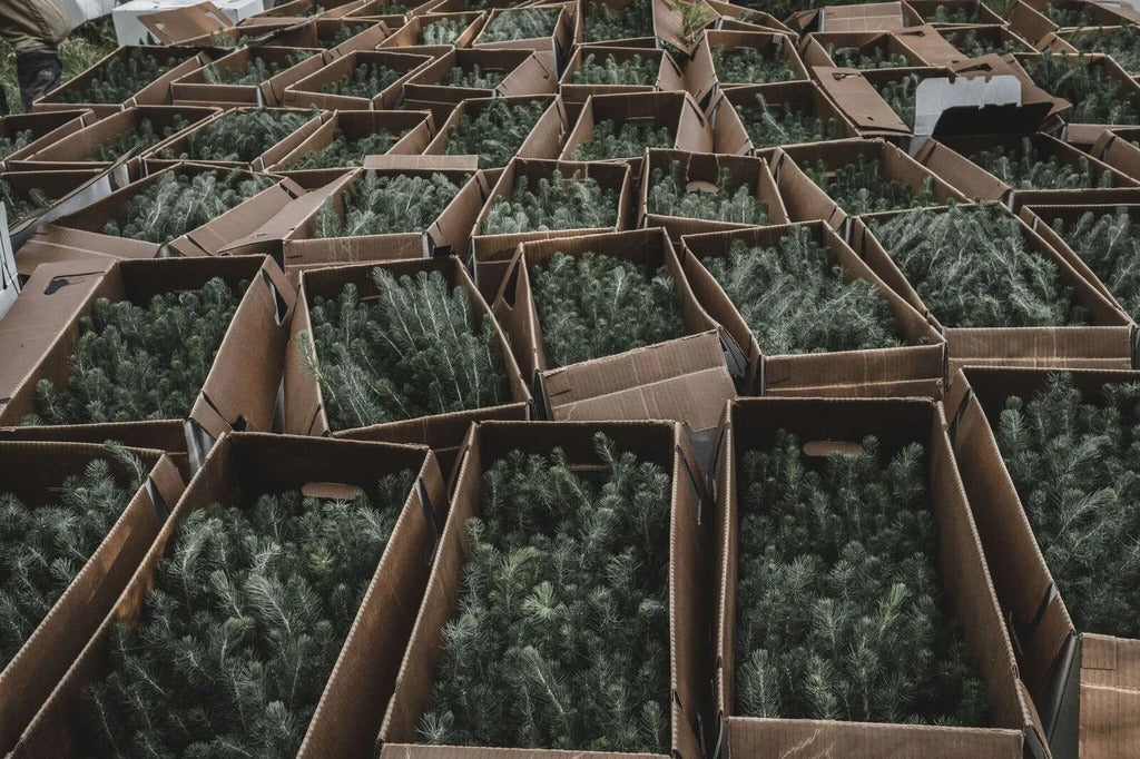 Understanding Small Tree Planting Programs