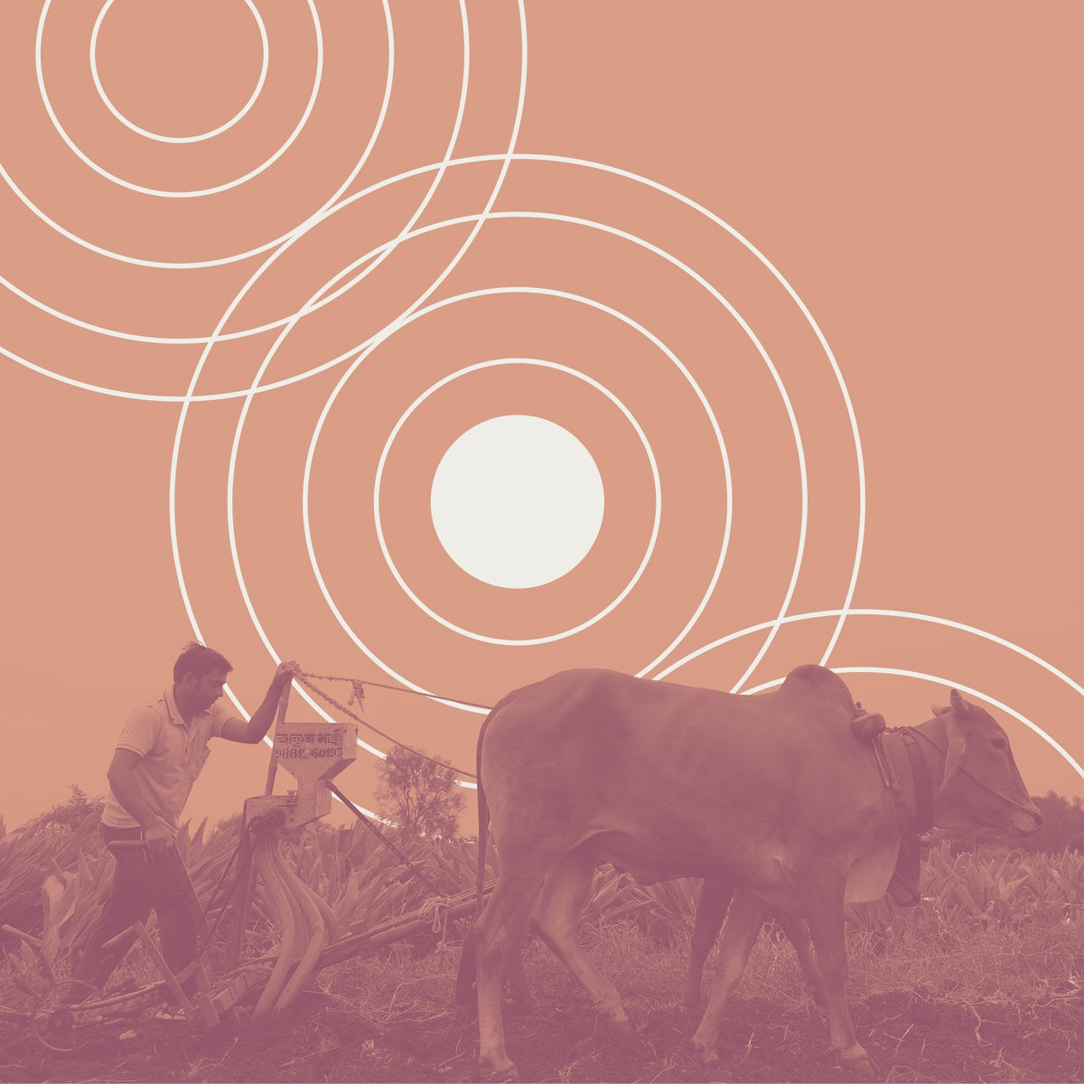What Are Sustainable Food Systems?