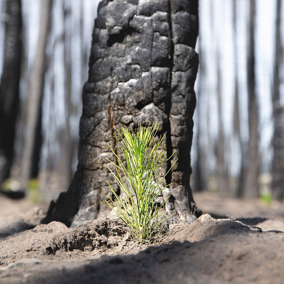 Tree Planting Site: Elephant Hill, British Columbia, Canada