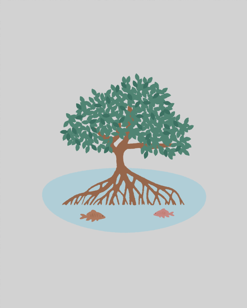 Aidez à régénérer une forêt de mangroves